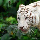 ����� �����