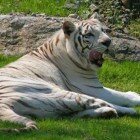 ����� �����