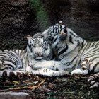 ����� �����