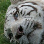 ����� �����