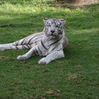 ����� �����