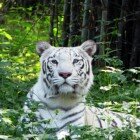 ����� �����