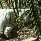 ����� �����