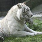 ����� �����