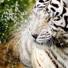 ����� �����