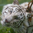 ����� �����