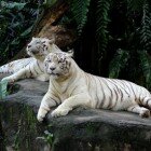 ����� �����