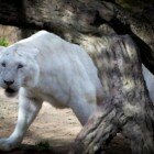 ����� �����