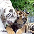 ����� �����