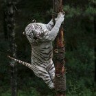 ����� �����