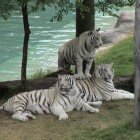 ����� �����