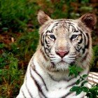 ����� �����