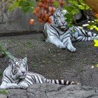 ����� �����