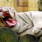 ����� �����