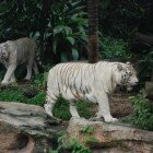 ������������ �������