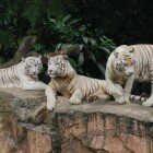 ������������ �������