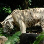 ������������ �������