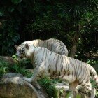 ������������ �������