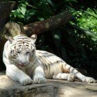 ������������ �������