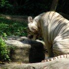 ������������ �������