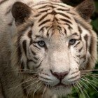 ������������ �������