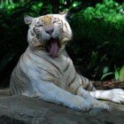 ������������ �������