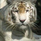 ������������ �������