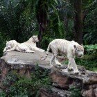 ������������ �������