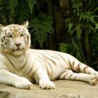 ������������ �������