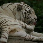 ������������ �������