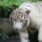 ������������ �������