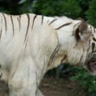 ������������ �������