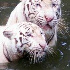 ������������ �������