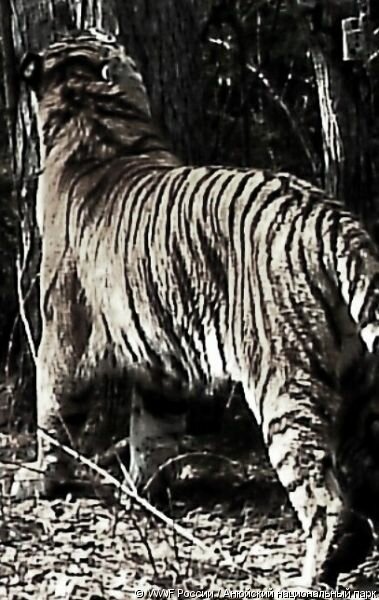 ����� � ������� �������� �������� (����)