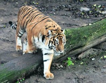 ������� � ������ �� ��������� �������