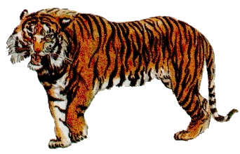 ����. �������������� ������������.