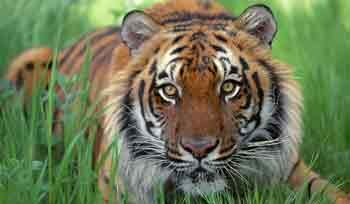 ����� � ����