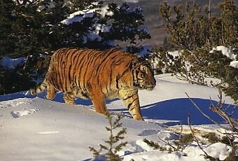 �����. ������������.