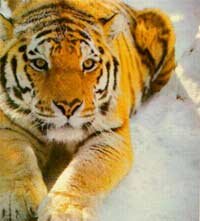 ��������� ����