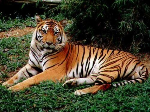 ����������� ����