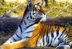 � ����� �������� �������