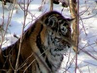 ������� ����� � �����