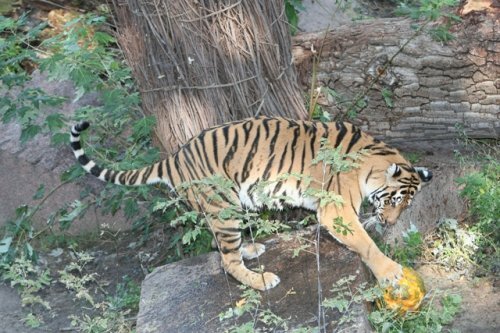 � ������������� �������� ������� ��� ������ (����)