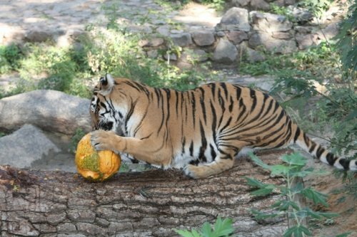 � ������������� �������� ������� ��� ������ (����)