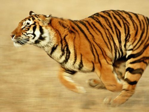 ���� - ������� ������������