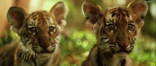 ���� ����� ���-���� ����