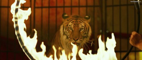 ���� ����� ���-���� ����