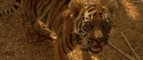 ���� ����� ���-���� ����