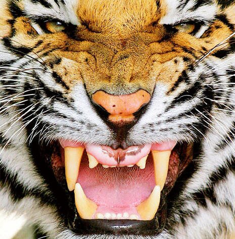 �������� �����