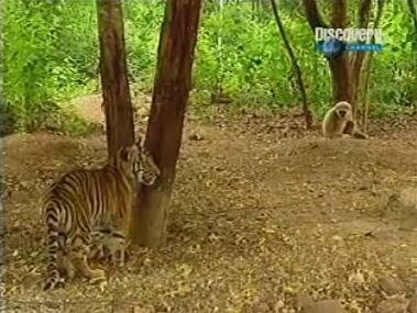 �������� ������� ������